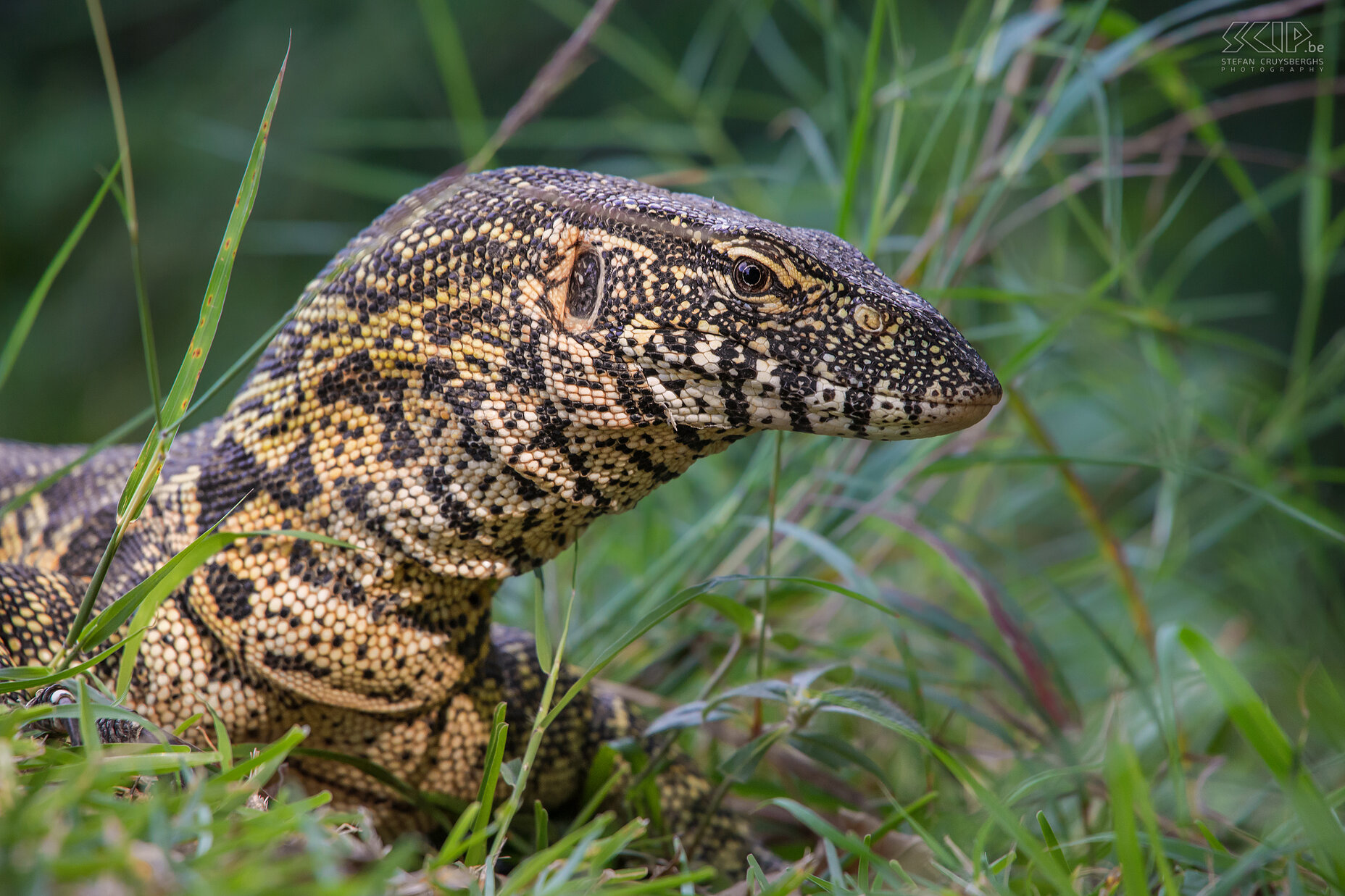 Lower Zambezi - Close-up Nile monitor Close-up of a Nile monitor (Varanus niloticus). Water monitor lizards (Varanus niloticus) are very good swimmers and they can stay underwater for half an hour. They will eat practically anything: insects, reptiles, frogs, small mammals, birds and also the eggs of crocodiles. Stefan Cruysberghs